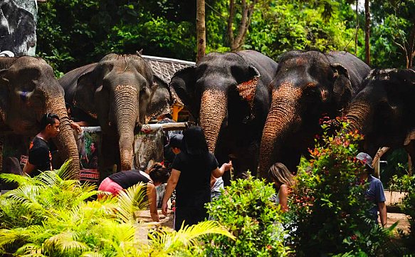 Thailand Phuket, Elefantenschutzgebiet
